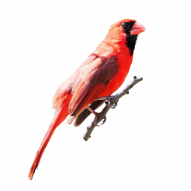 Northern Cardinal Standing Photo Sculpture (Front)