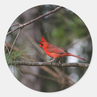 Northern Cardinal Sticker