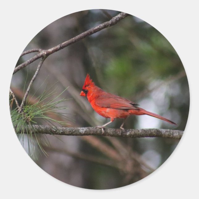 Northern Cardinal Sticker (Front)