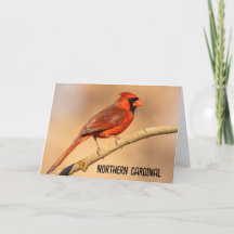 Northern Cardinal