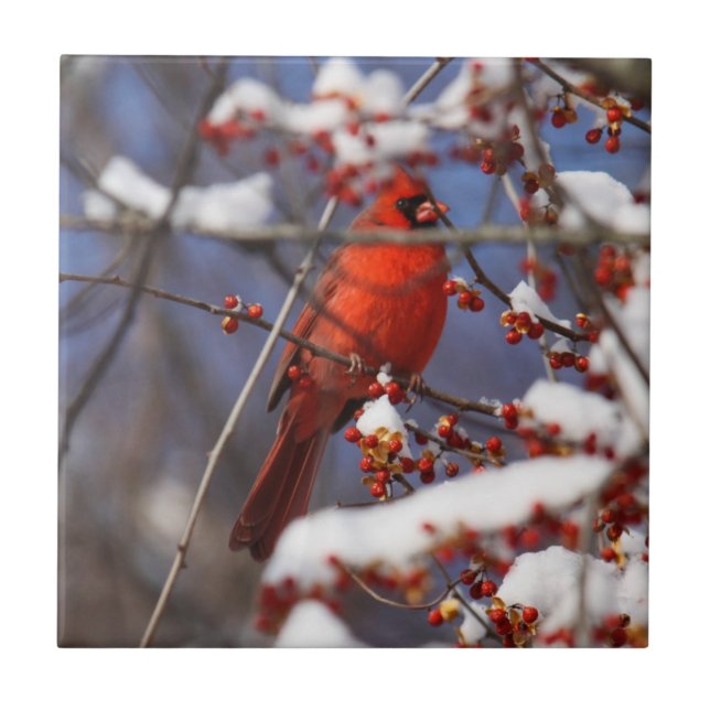 Northern Cardinal Tile (Front)