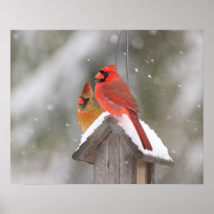 Northern Cardinals in Snow Poster