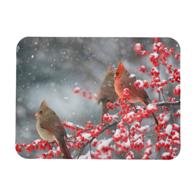 Northern Cardinals | Marion, Illinois Magnet (Horizontal)