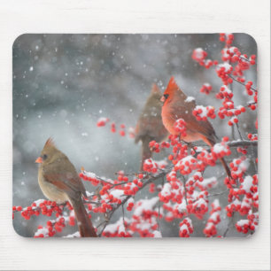 Northern Cardinals Marion, Illinois Mouse Mat