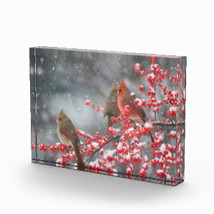 Northern Cardinals Marion, Illinois Photo Block