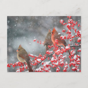 Northern Cardinals   Marion, Illinois Postcard