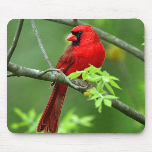 Northern cardinals mouse mat (Front)