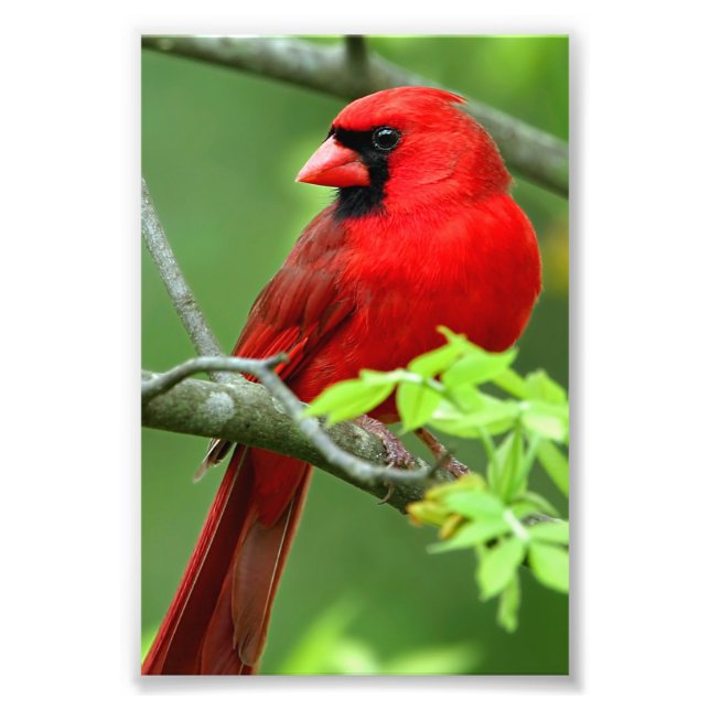 Northern cardinals photo print (Front)