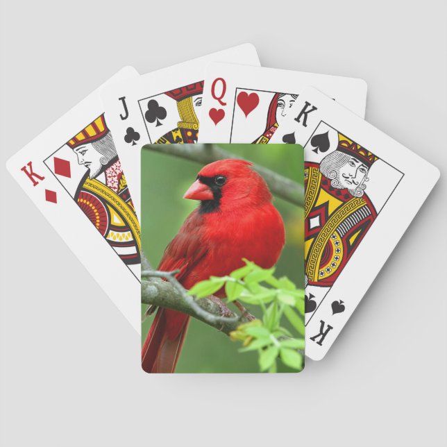 Northern cardinals playing cards (Back)