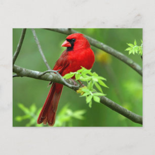 Northern cardinals postcard