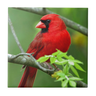 Northern cardinals tile