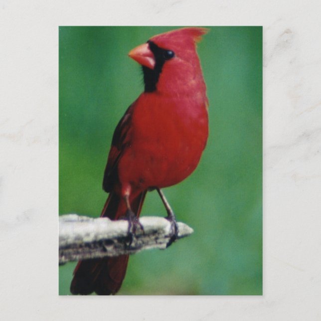 Northern Cardnials Postcard (Front)