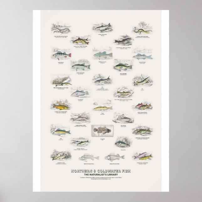 Northern & Coldwater Fish - Naturalist's Library Poster (Front)