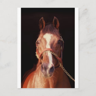 Northern Dancer Up Close & Personal! Postcard