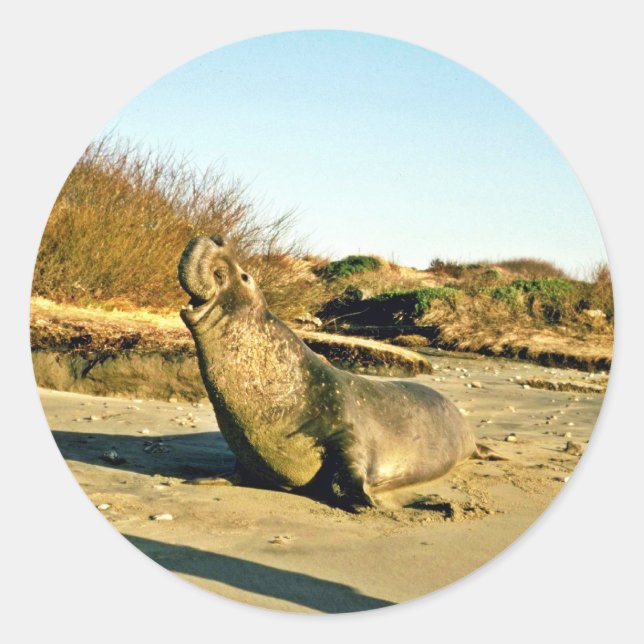 Northern Elephant Seal, Adult Male Classic Round Sticker (Front)