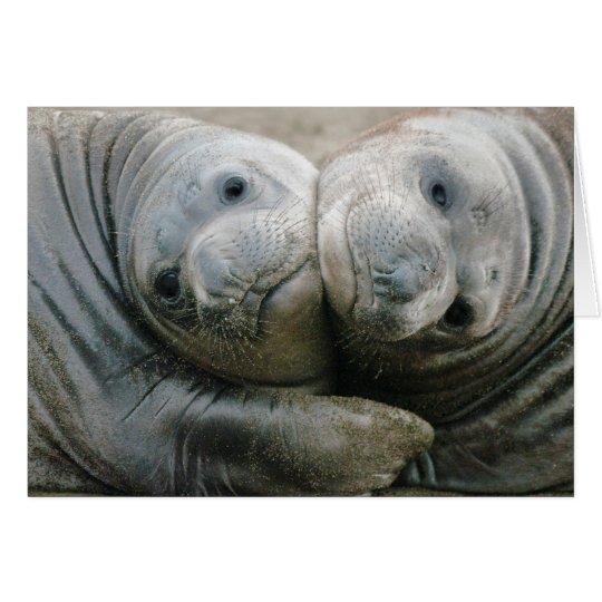 Northern Elephant Seal Pups Card