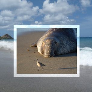 Northern Elephant Seal Watches Bird Monterey Bay Postcard