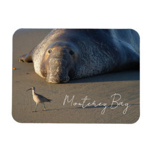 Northern Elephant Seal Watching Bird, Monterey Bay Magnet