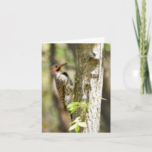 Northern Flicker #1 - Blank Note Card