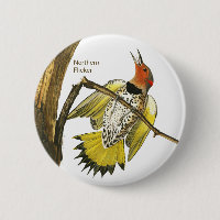 Northern Flicker, Audubon, Birdwatcher Accessory,