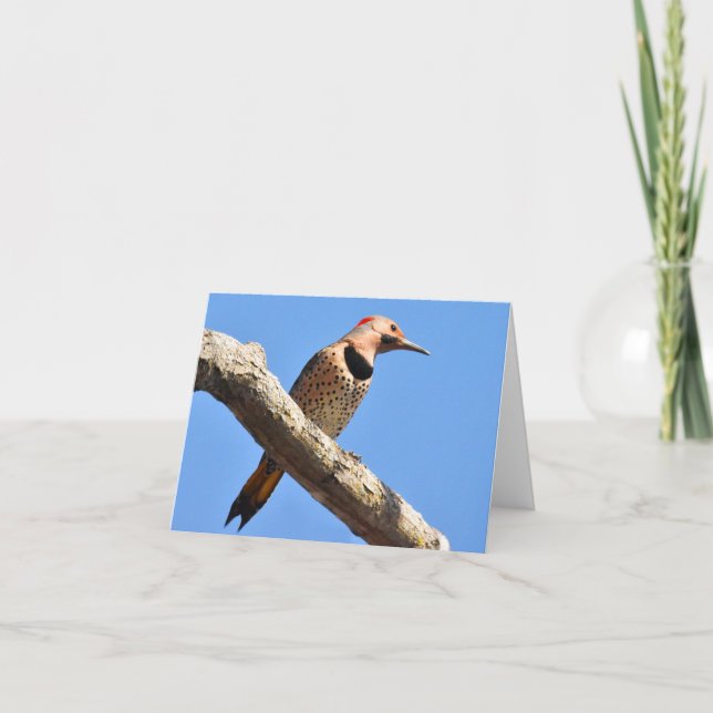 Northern Flicker - Blank Note Card (Front)