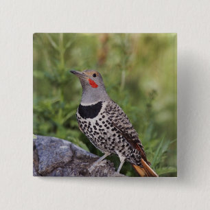 Northern Flicker, Colaptes auratus, Red-shafted 15 Cm Square Badge
