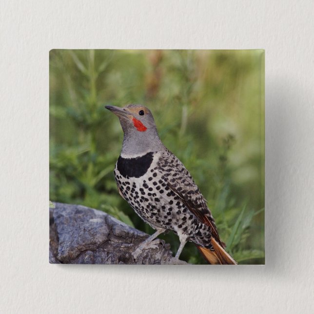Northern Flicker, Colaptes auratus, Red-shafted 15 Cm Square Badge (Front)