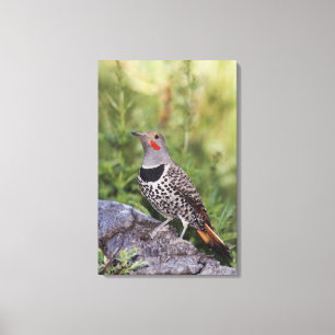 Northern Flicker, Colaptes auratus, Red-shafted Canvas Print
