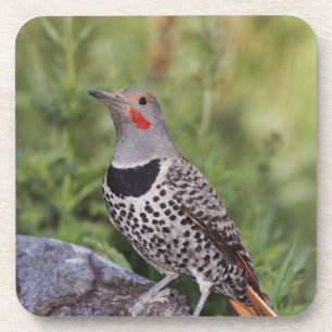 Northern Flicker, Colaptes auratus, Red-shafted Coaster