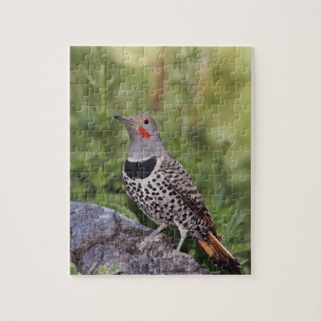 Northern Flicker, Colaptes auratus, Red-shafted Jigsaw Puzzle (Vertical)