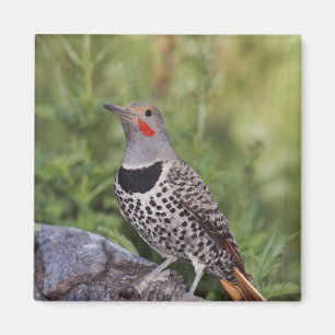 Northern Flicker, Colaptes auratus, Red-shafted Magnet