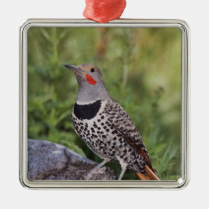 Northern Flicker, Colaptes auratus, Red-shafted Metal Tree Decoration