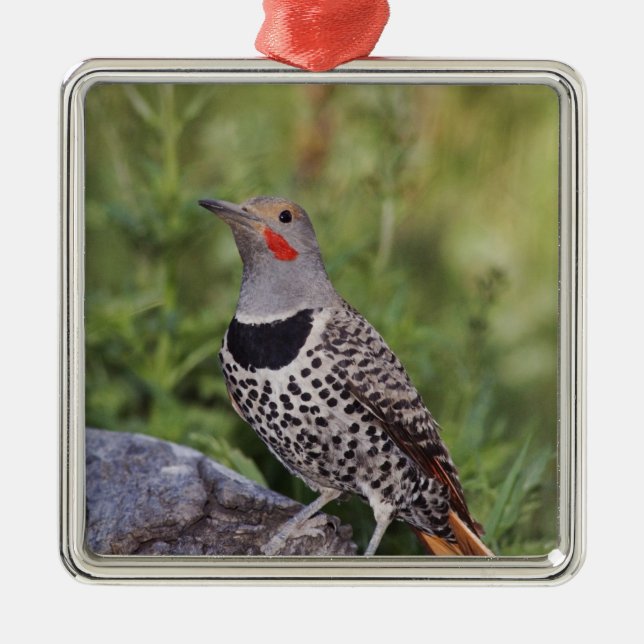 Northern Flicker, Colaptes auratus, Red-shafted Metal Tree Decoration (Front)