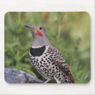 Northern Flicker, Colaptes auratus, Red-shafted Mouse Mat