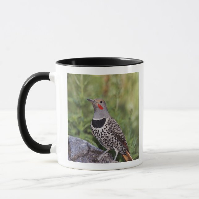 Northern Flicker, Colaptes auratus, Red-shafted Mug (Left)
