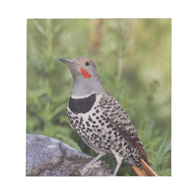 Northern Flicker, Colaptes auratus, Red-shafted Notepad (Front)