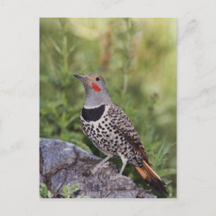 Northern Flicker, Colaptes auratus, Red-shafted Postcard