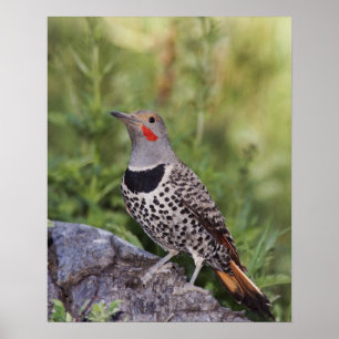Northern Flicker, Colaptes auratus, Red-shafted Poster