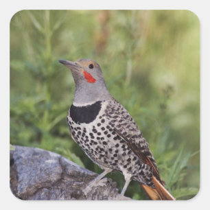 Northern Flicker, Colaptes auratus, Red-shafted Square Sticker