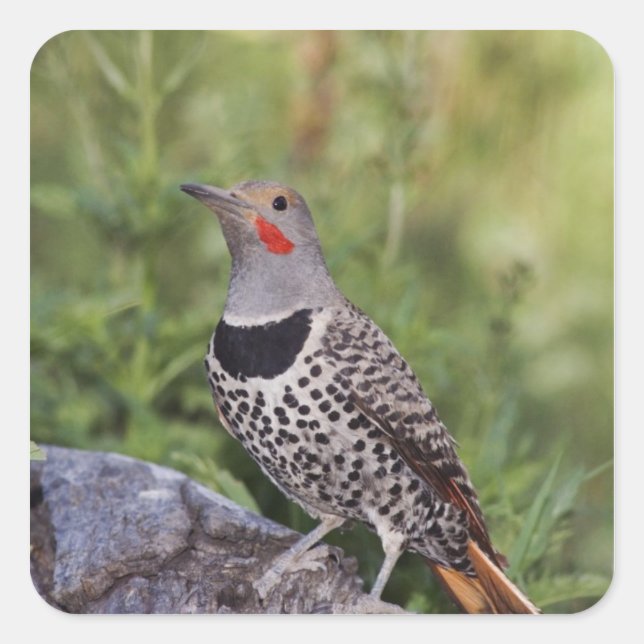 Northern Flicker, Colaptes auratus, Red-shafted Square Sticker (Front)