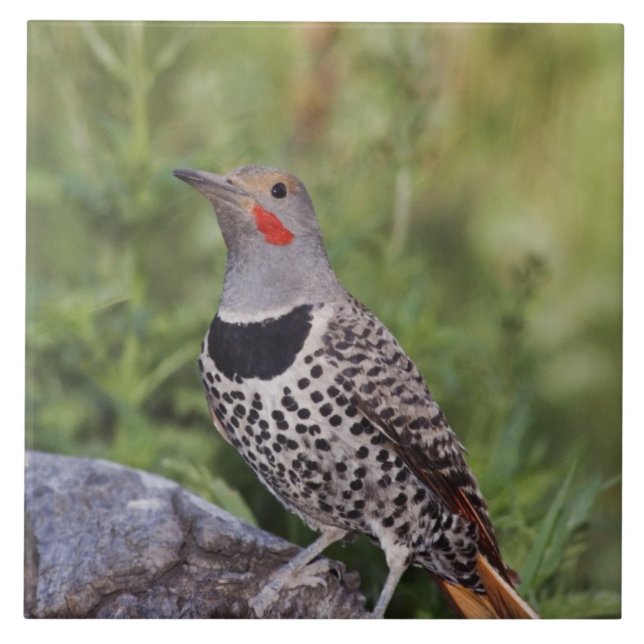 Northern Flicker, Colaptes auratus, Red-shafted Tile (Front)