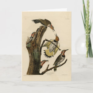 Northern Flicker from Audubon's Birds of America  Card