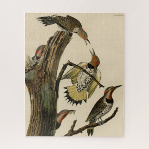 Northern Flicker from Audubon's Birds of America Jigsaw Puzzle