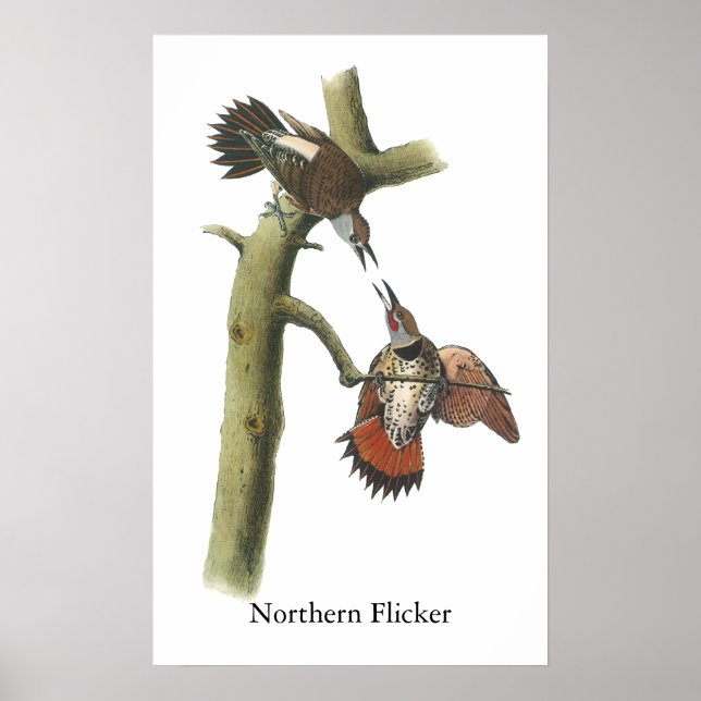 Northern Flicker, John Audubon Poster (Front)