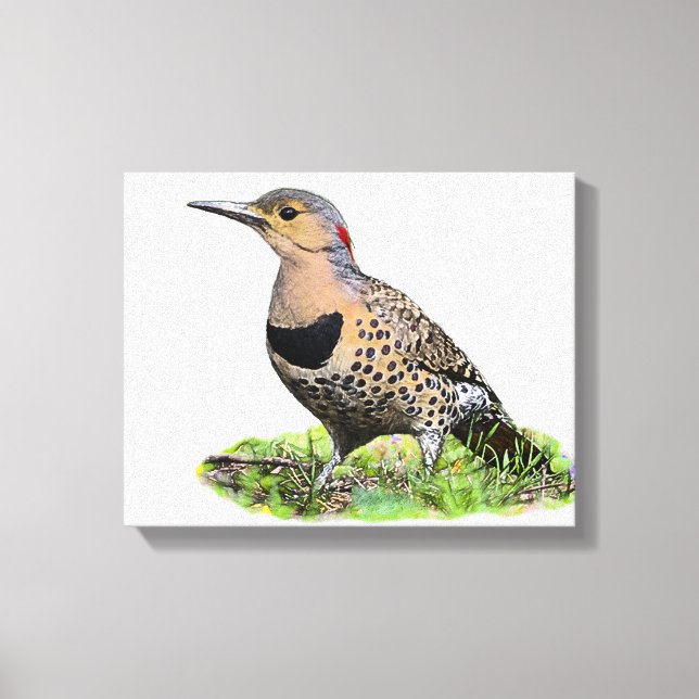 Northern Flicker on the Ground Canvas Print (Front)