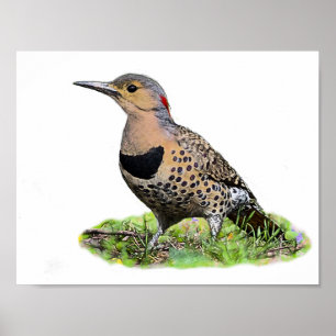 Northern Flicker on the Ground Poster