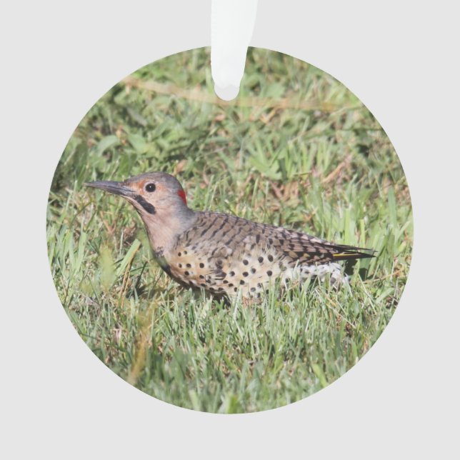Northern Flicker Ornament (Front)