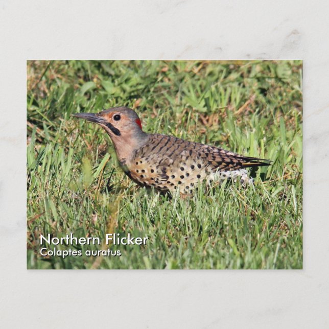 Northern Flicker Postcard (Front)