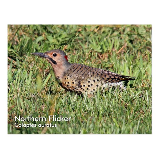 Northern Flicker Postcard