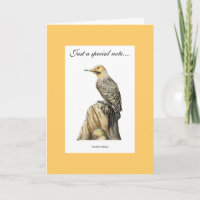 Northern Flicker